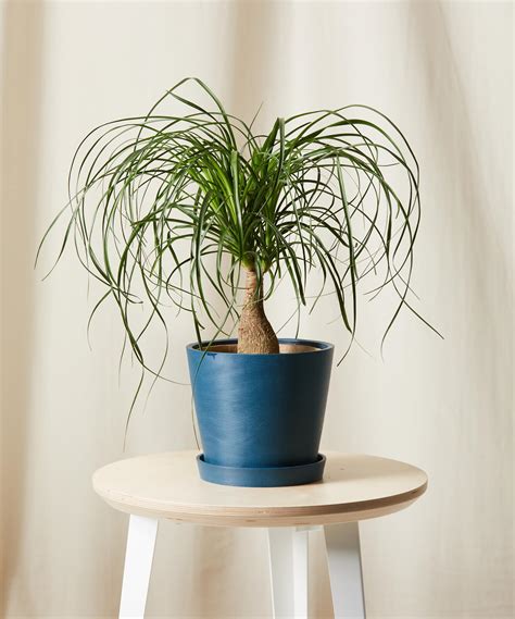 watering a ponytail palm